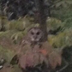 HighPointOwl's profile picture. I weigh 20 pounds.