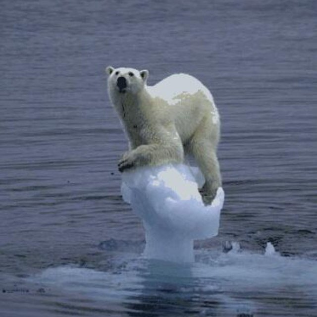 Information on Polar Bears and their state of endangerment