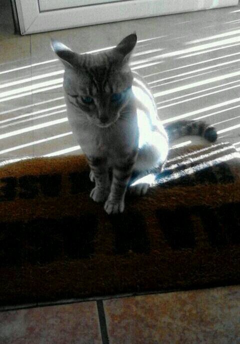 Alex