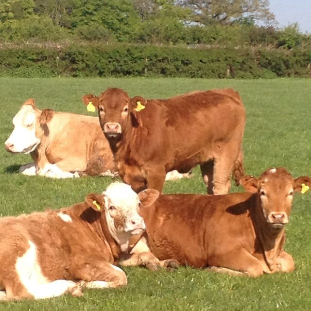 Grass, cattle and crop farmer, Herts UK.