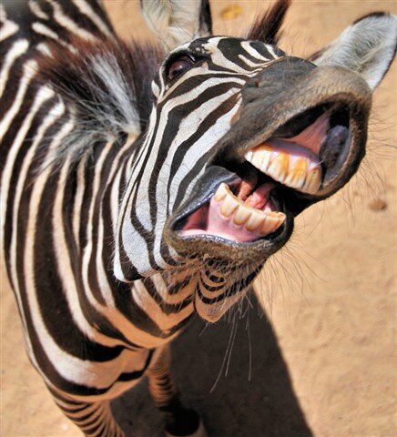 pasikata's profile picture. 