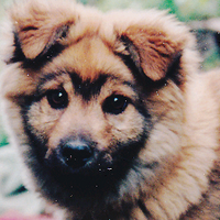 あきひろ (@werth) 's Twitter Profile Photo あきひろ (@werth) 's Twitter Profile Photo