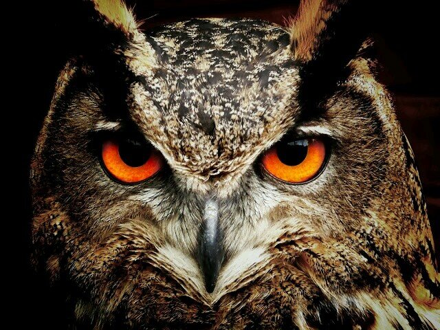 shipiloff64's profile picture. 