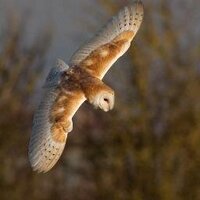 Cliff (@fyldewildlife) 's Twitter Profile Photo Cliff (@fyldewildlife) 's Twitter Profile Photo