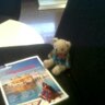 Tarliebear's profile picture. The little bear who loves big travels and exploring. #tarlietravels