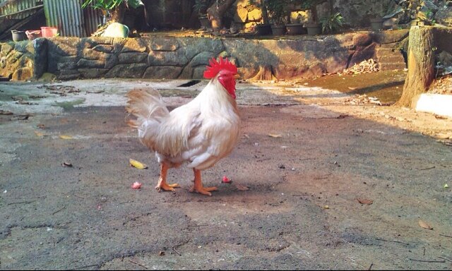 ayam_petarung's profile picture. Tidak pandang bulu semua ku lawan. Tidak ada majikan di dunia ini. Kukuruyuk Petok petok!