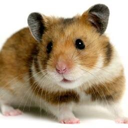 If you want more followers, follow the mouse. He follows back everyone! #tfb #freepromo-
I unfollow back!