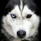 HuskeyiZBoss's profile picture. xbox competetitive player please add my GT Huskey iZ Boss or follow me on twitter for updates and to join lobbys i will be joining :)