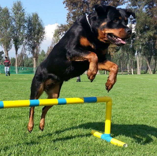 RamirezbC's profile picture. Me gusta el futbol y el americano, trato de disfrutar el momento