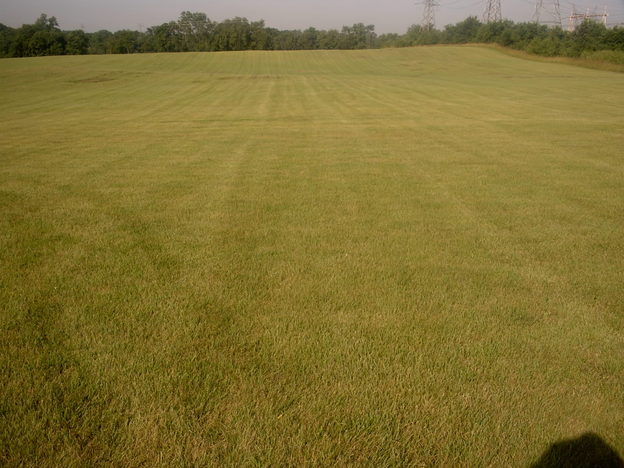 Grower and seller of Zenith Zoysia sod.