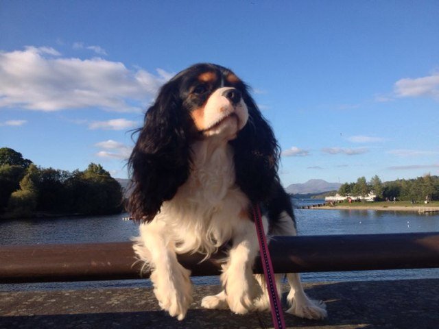 Im a cavalier king charles spaniel! 
Life is one adventure after another but most of all i love a good nap... And sausages