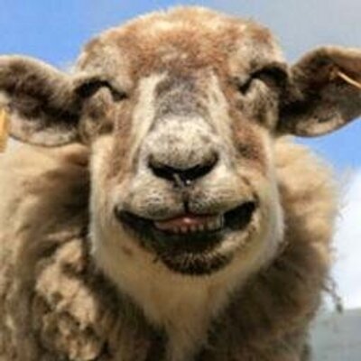 Funny Quotes On (@FunnyQuotesOn) / Twitter Funny Quotes On (@FunnyQuotesOn) / Twitter