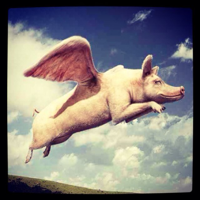 http://t.co/saj1yWEQBL / flyingpigchalk@gmail.com