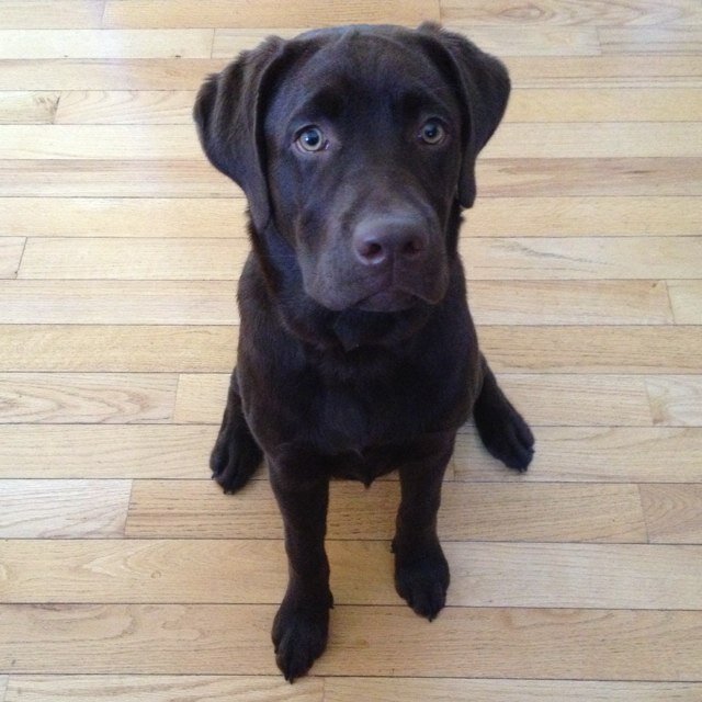 sheridaino's profile picture. 