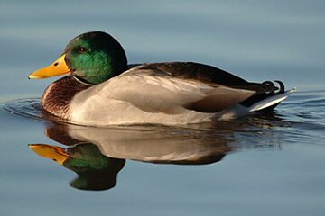 GuusdeEend's profile picture. Hoi, ik ben een Eend. volg mij als je de dagelijkse slepende sleur van een eend wil meemaken in uw eigen TL