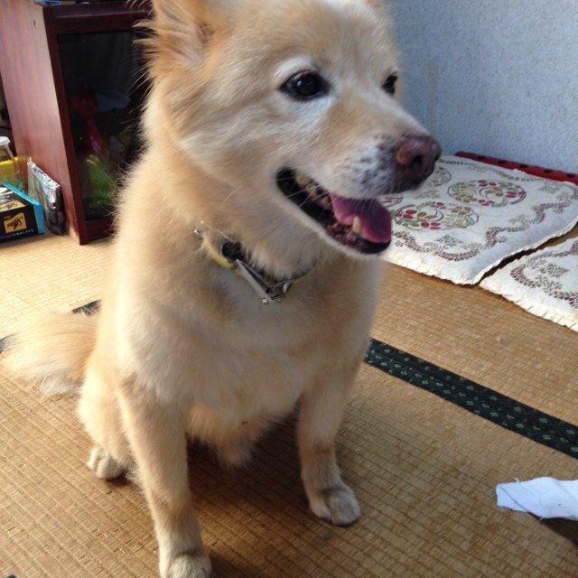 犬猫好きの私です。朝ドラ 舞いあがれ！を見て自分でも短歌を楽しんで作れればと思っています。 宜しくお願いします。