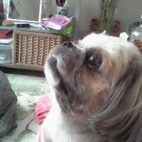 由美 (@chiyokomoco529) 's Twitter Profile Photo