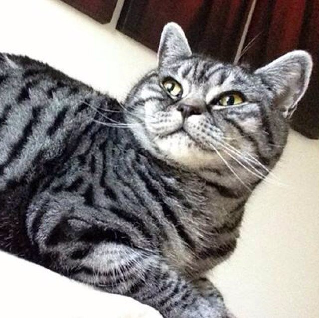 Essex Queen who loves lots of attention, Gourmet food and long naps in the sun. Newbie member of #WLF