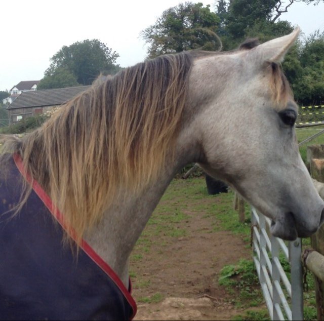 Teen Rider| Welsh❤| Taurean♉| Just another horse anon|Arabians|Showing. #followforafollow