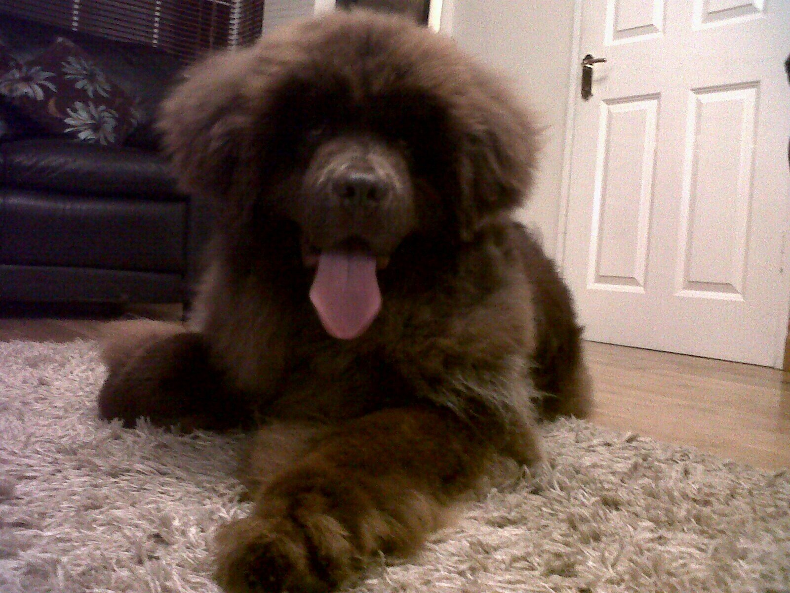 Newfies Kramer and Rua and their adorable puppies