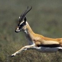 The Furious Gazelle (@furiousgazelle) 's Twitter Profile Photo