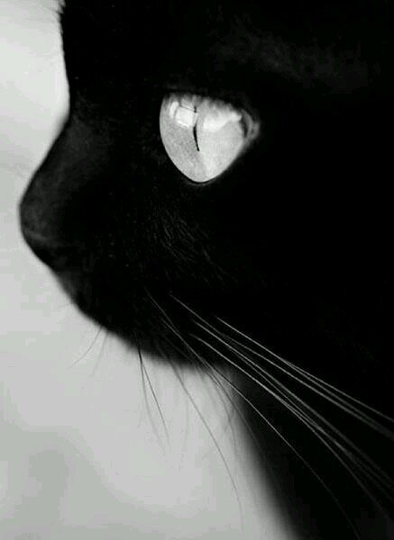 Black Veil Brides.Hunger Games. КИТАЙ. SWPB. Step up 3- Moose. Saviour. Janxx. Rebel love song. emo