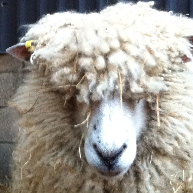 Producer of pedigree grass-fed Cotswold hogget & proud supplier to amazing places like @thechefsdozen, @salt_dining & @FilletandBone. Passion for rare breeds