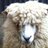 NolanBrook's profile image