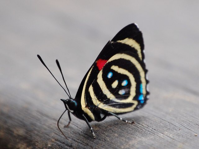 evamilella's profile picture. ☀♬Presidente ADiTe - Associazione nazionale Distretti Tecnologici - Presidente IMAST, cluster tecnologico sull'ingegneria dei materiali compositi