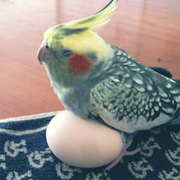 terra (@terrawell) Twitter profile photo