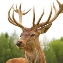 Um homem sem chifre é um animal indefeso!