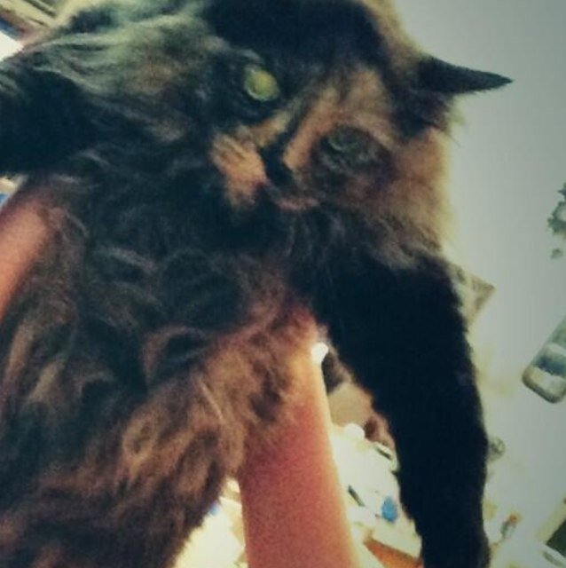 cat