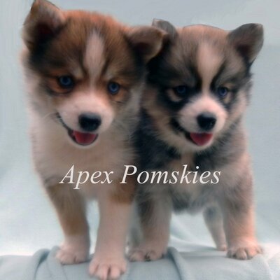 Apex Pomskies ApexPomskies X
