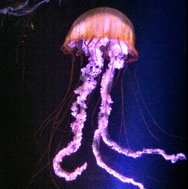 just your everyday jelly