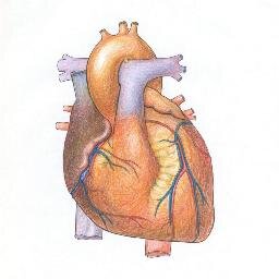 Biologuapos's profile picture. 