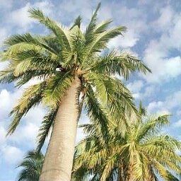 Grower of Jubaea Palms from seedlings to specimen