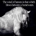 tara finch - @horse_contests_ - Twitter