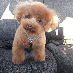 我が家の愛犬、Dick君の日常です。
散歩、おやつの言葉が聞こえれば、すっ飛んできます。ご褒美があれば大体の言うことが理解できます。ご褒美がないと・・・・
真夏でも毛布に包まってお昼寝もよくします。
ときどき、機嫌が悪くなってガブッって噛みつくよ
ご飯は生まれたトキからドットわん鶏ごはん食べてます