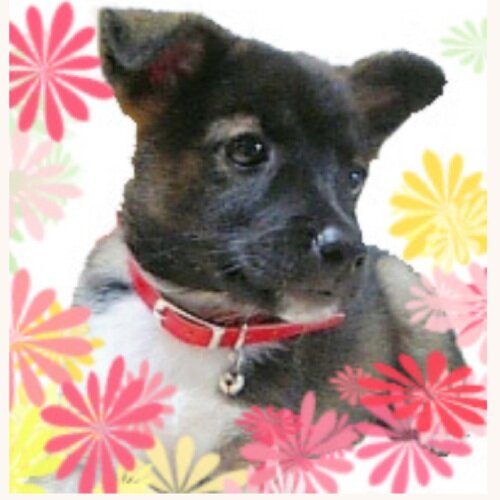 愛犬コロンの記録です。2008年7月15日生まれ。メス。今年で10歳です。2008年9月10日に保健所の譲渡会で出会いました。甘えん坊の抱っこされ上手。コロンかわいいしすごく優しい。大好き(*＾ω＾*)♪