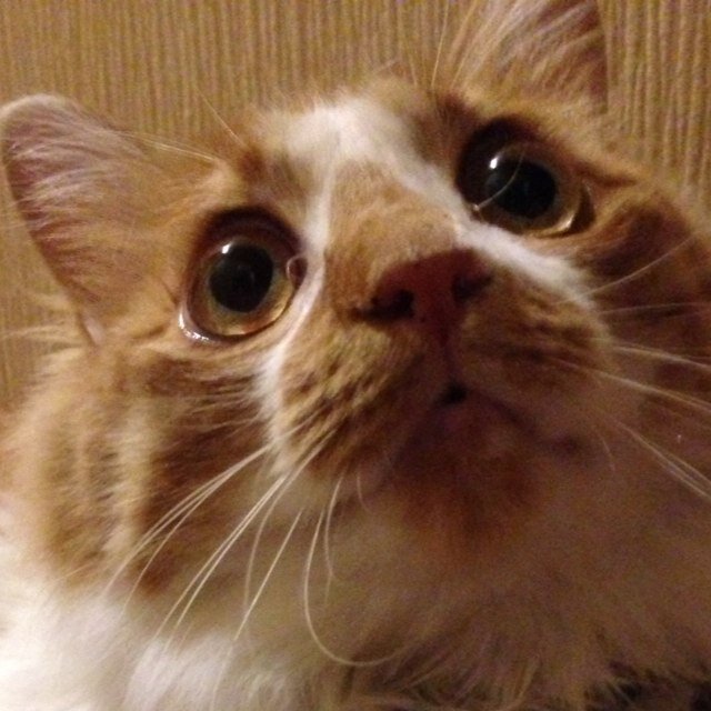 氷室京介・猫・バーでダラダラ・一人旅・フイルムカメラ・Numebr_i 〜 永遠にヒムロス中 ずっと待ってますから〜  Lovely to see you again LES〜 and I Love Rock'n Roll and Alan Merrill