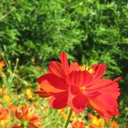文房具、美味しいパン、お菓子。植物、庭園、京都、カメラ。フォロバは気まぐれです。つぶやき内容が合わないなと思った方は、ブロックさせていただきます。ごめんなさい。