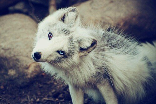 Lvl.22. Otaku, gamer, deportista. Ñeh Sr.Wolf