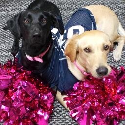 BiscuitAndHolly's profile picture. Bird Dogs of Brianna Marie Key