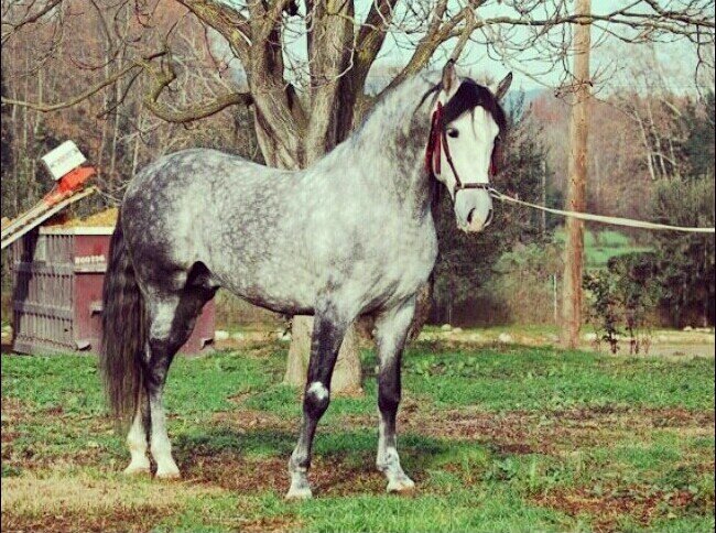 Caballos por encima de todo. La equitacion mi mundo mi forma de vida. Amante innata de estos perfectos animales si te gustan tanto como a mi FOLLOW