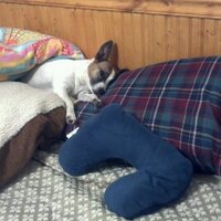 Crashed Lola (@bigdaddycool724) 's Twitter Profile