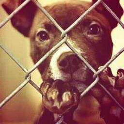 A un perro no le importa si eres rico o pobre,listo o bobo,inteligente o tonto.Si le das tu corazón te entregará el suyo. 
¿De cuánta gente podrías decir eso?