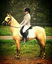 love my horses they are so beautyfull ♥♡♥♡