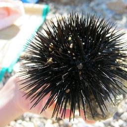 MissMistrust's profile picture. 