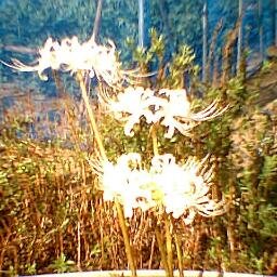 xlsvx's profile picture. 本名: 李成一 (イ･ソンイル) 東京学藝大学中退・除籍。
1952年4月、千葉県海上郡椎柴村(現銚子市)生。
1953年1月4日、神奈川県沖の米国空母上にて、吉田茂首相と共に、日米通商航海条規に調印。対欧州諸国(通商条約)も同様。
1954年9月、韓国ソウル、景福宮にて即位。
1954年11月頃、日本(椎柴)に帰国。