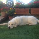 Carla benedetti - @CarlaCabene - Twitter